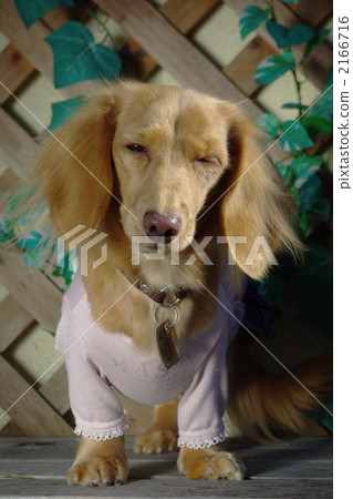 miniature dachshund, animal, animals 2166716