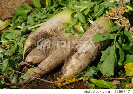 蘿蔔的收穫 蘿蔔的收穫 2166747