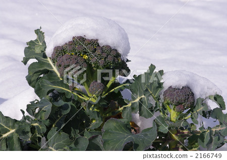Broccoli in the snow 2166749