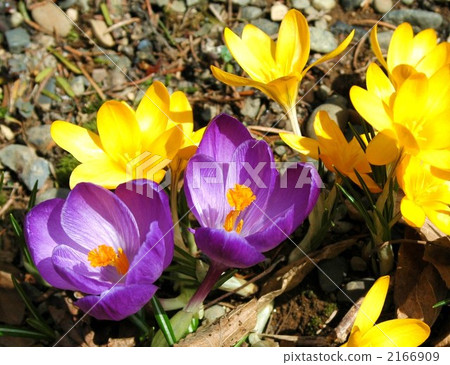 Crocus flower 2166909