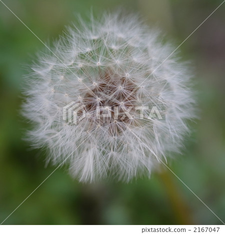 蓬鬆 棉花 蓬鬆的 2167047