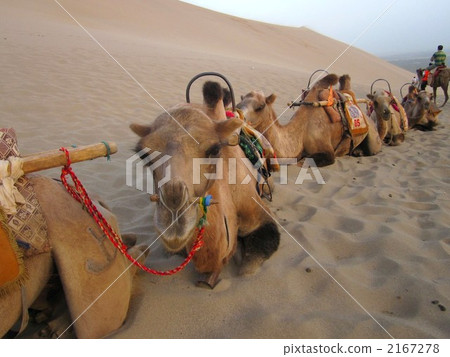 駱駝 注視鏡頭 休息中 2167278