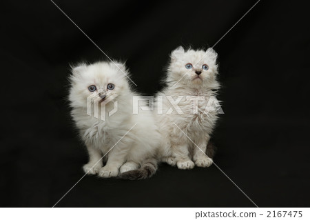 Friendly kittens brothers 2167475