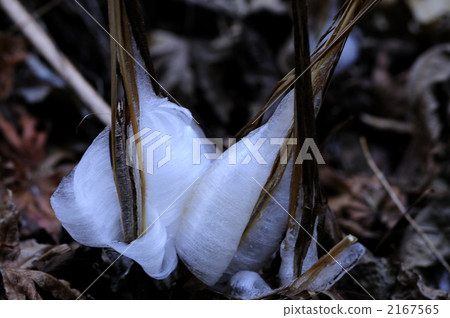 Frost flower Frost flower 2167565
