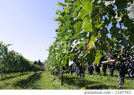 grape vineyard, vineyard, vine 2167763