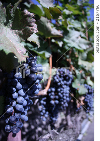 vine, grape, grape vineyard 2167766