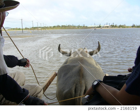 Buffalo of Yuku Island 2168159