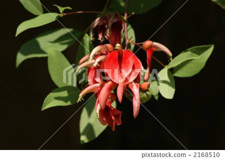 red sandalwood, adenanthera pavonina, barbados pride 2168510