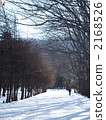 冬天的樹木 冬天的樹木 2168526