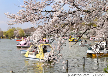 盛開的櫻花和休閒船 盛開的櫻花和休閒船 2168548