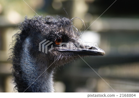 鴯鶓 鴯鶓 2168804