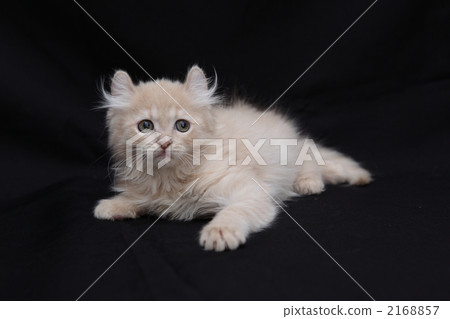 說謊的說謊的美國捲毛小貓 2168857