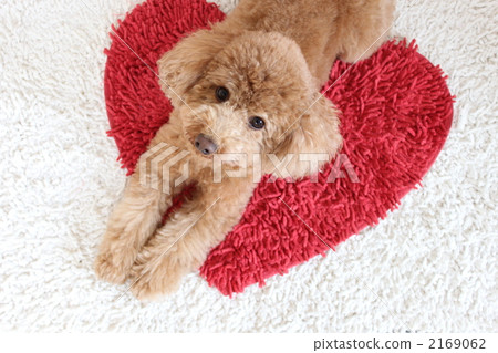 Dog and heart carpet 2 2169062