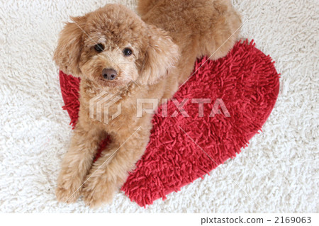 Dog and heart carpet 3 2169063