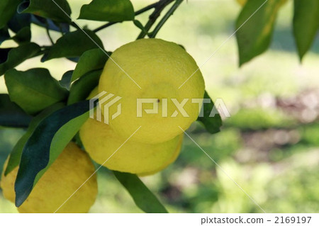 黃果 柚子 柚子（小柑橘類水果） 2169197