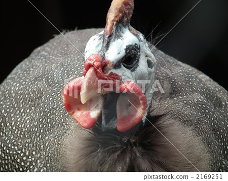 With an idiot? 2169251