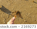 麻雀 小鳥 鳥兒 2169273