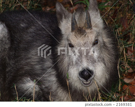 Japanese serow 2169381