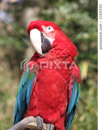 Green-winged Macaw 2169393