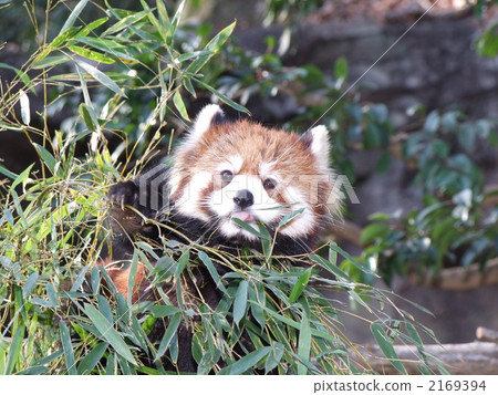 Lesser panda 2169394