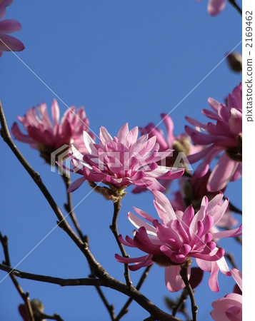 Peach flower Prune flower 2169462