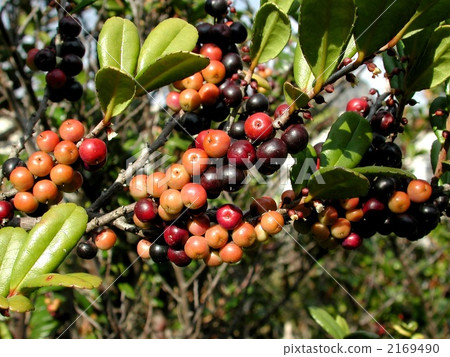 Hamahirakai的果實 2169490