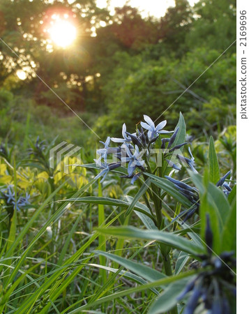 Cloudsyweed在黃昏 2169696