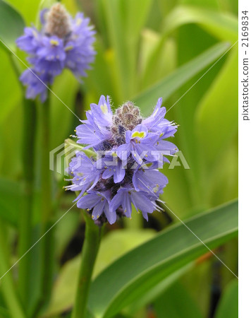 Pontedera·Cordera 2169834