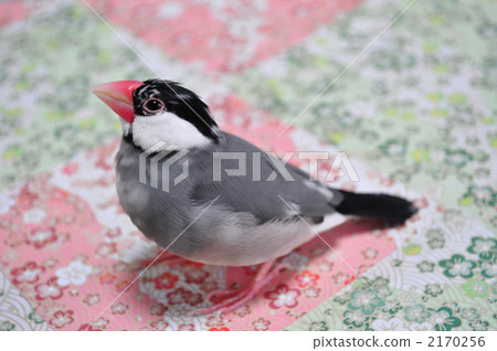 Sentencebird 2170256