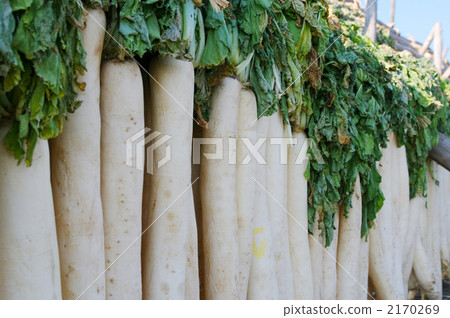 Potato radish 2170269