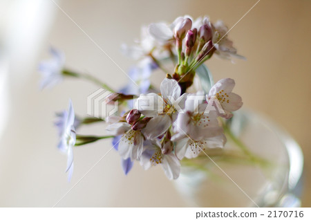 吉野櫻花樹 2170716