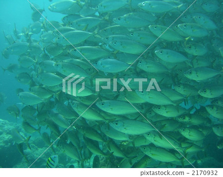 馬鯖魚群 2170932