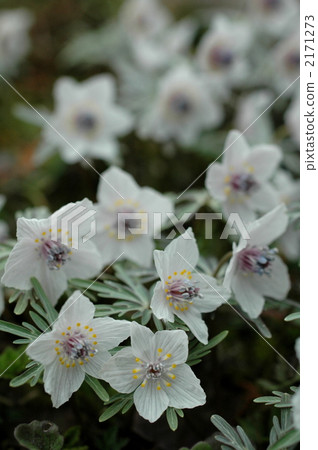 瀨底村 瀨底村 2171273