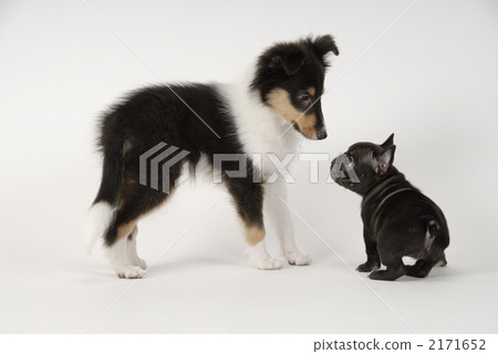puppy, small dog, shetland sheepdog 2171652