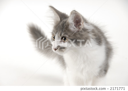 Maine Coon, kitten, cutting 2171771