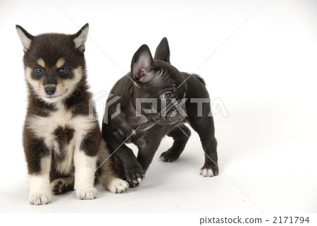 black shiba, puppy, small dog 2171794