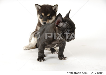 黑清波 小狗 玩耍 2171805