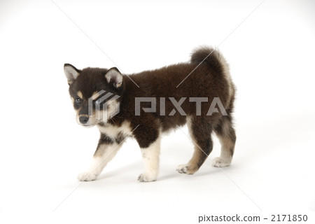 柴犬 叢林犬 黑清波 2171850