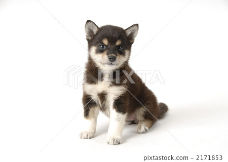 Shiba, shiba-inu, black shiba 2171853