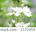 basil   2172059
