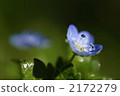 花朵 花 花卉 2172279