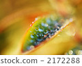植物 植物學 植物的 2172288