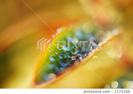 botanic, botanical, plant 2172288