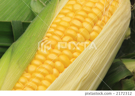 玉米特寫鏡頭 2172312