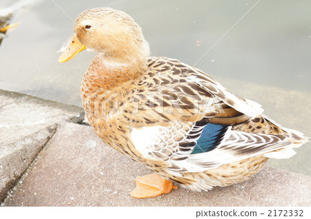 Mallard female Mallard female 2172332