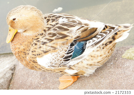 Mallard female Mallard female 2172333