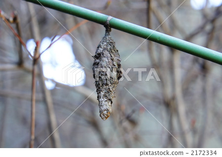 Minor beetle Minor beetle 2172334