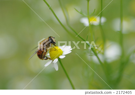 食蚜蠅 馬蠅 昆蟲 2172405