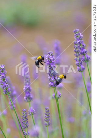 Kimunekuma bee in lavender field 2172535
