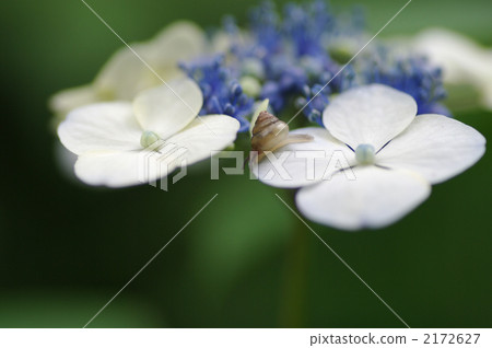 hydrangea macrophylla, gaku hydrangea, baby 2172627